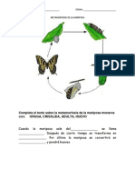 Metamorfosis de La Mariposa