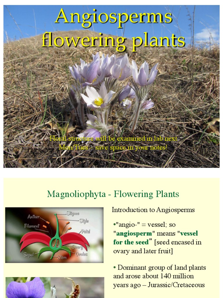 Angiosperm Flowering Plants PDF | PDF | Petal | Flowers