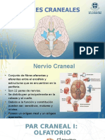 Nervios craneales: funciones y trayectos