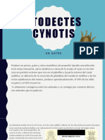 Otodectes Cynotis