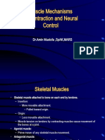 Muscle Contraction Mechanism