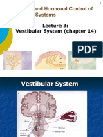 Vestibular System Controls Balance and Eye Movements