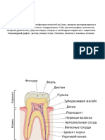 1 занятие строение зуба.pptx