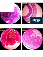 Fotos de Histologia