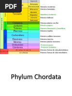 Características del Filo Chordata | PDF | Vertebrados | Cordados