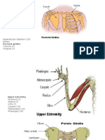 appendicular