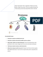 PROTOZOA