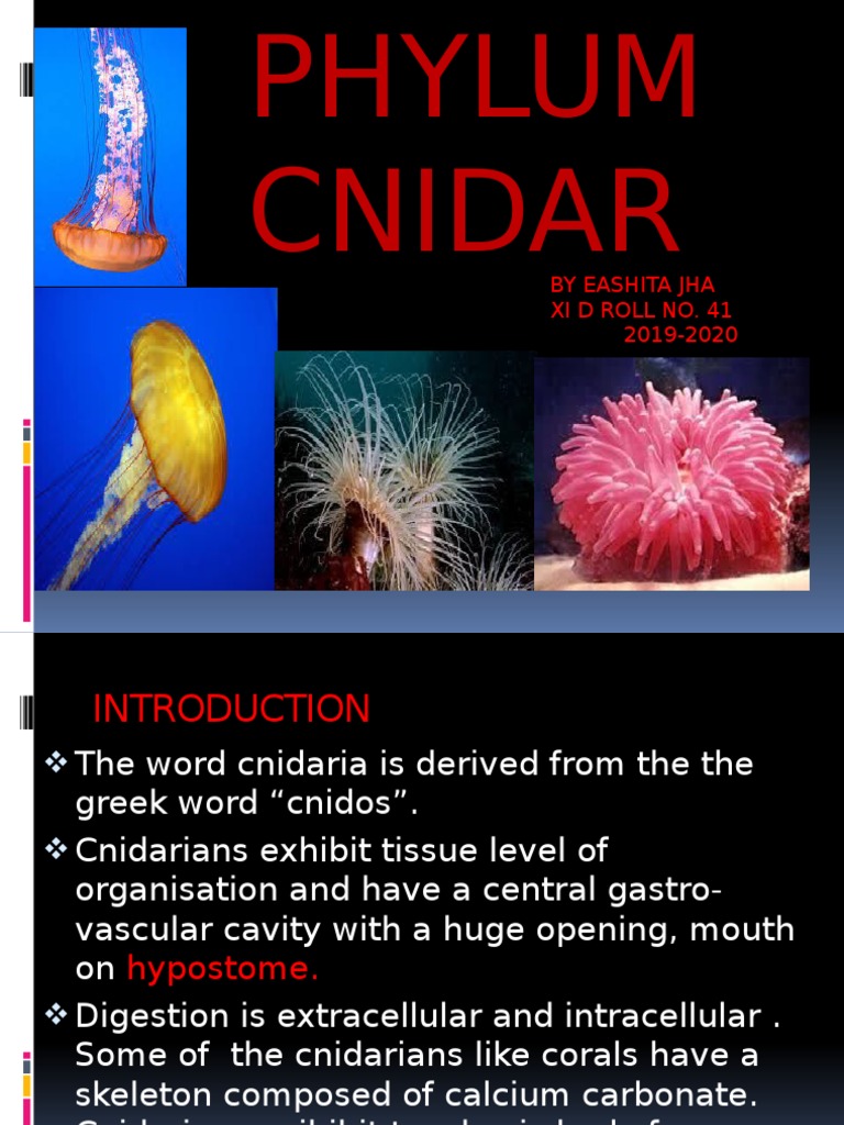 Phylum Cnidaria 2019-20 XI D Eashita (41) | PDF | Venomous Animals ...