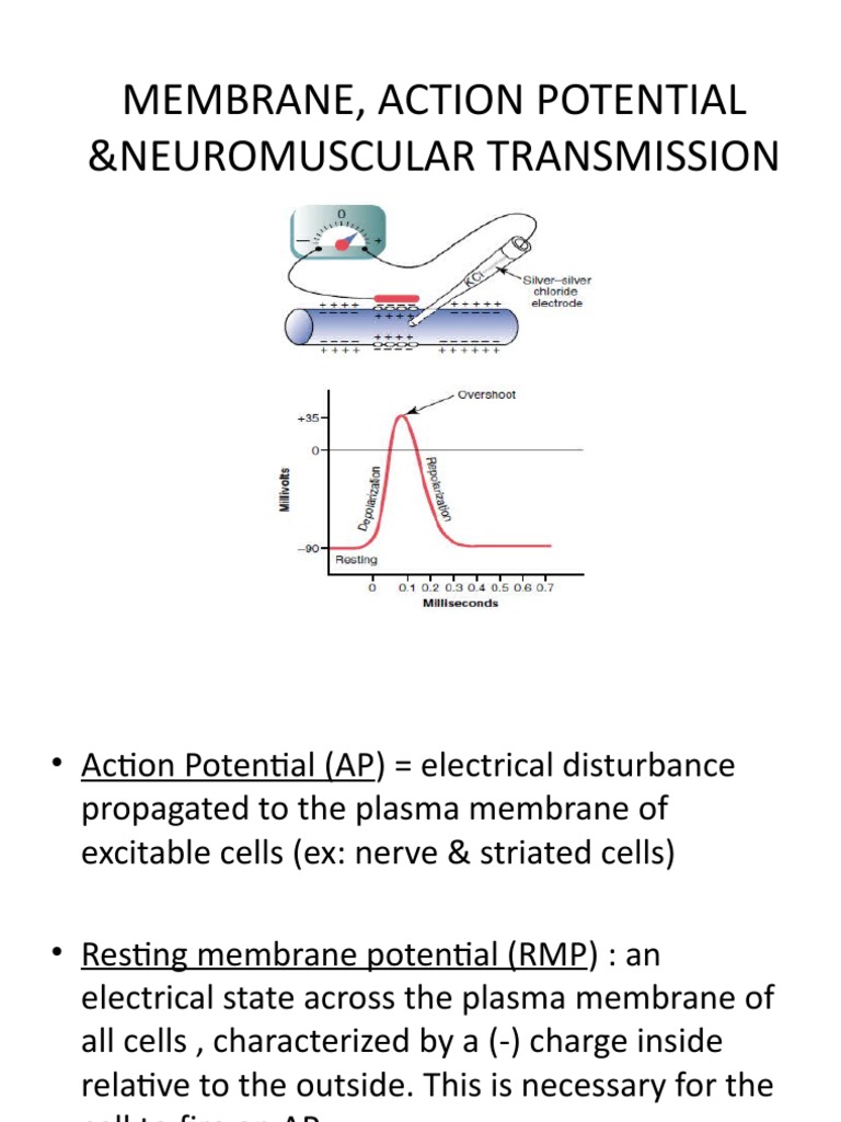 Membrane Potential and Action Potential Explained | PDF | Action ...