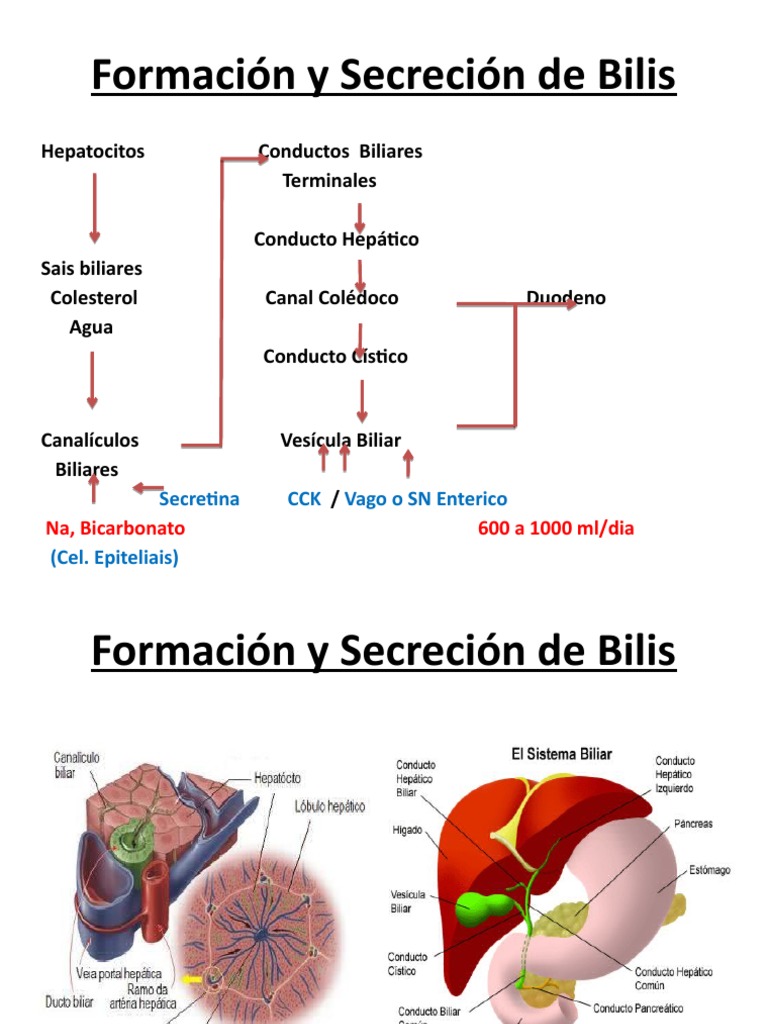 Formación y Secreción de Bilis | PDF