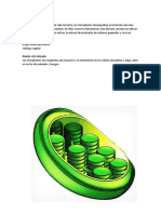 Función esencial de los cloroplastos en la fotosíntesis