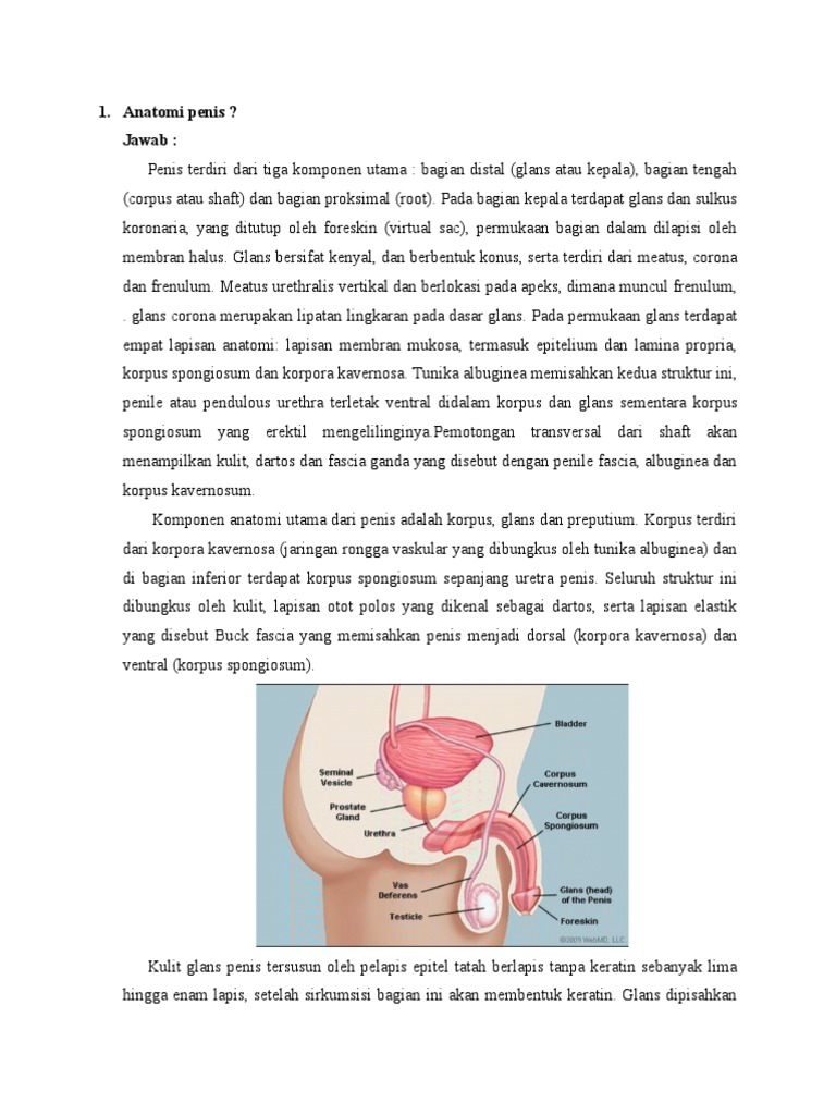 anatomi-dan-struktur-penis-manusia-pdf-kajian-bahasa-asing