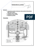 Metabolisme+protein.pdf