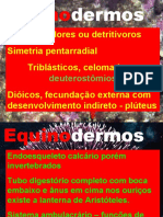 Equinodermos