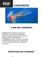 CNIDÁRIOS (3)