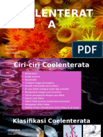 COELENTERATA