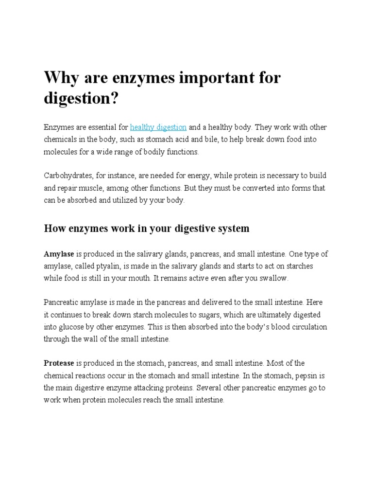 Why Are Enzymes Important For Digestion? PDF Digestion Pancreas