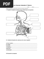 5 Guia Sistema. Respiratorio