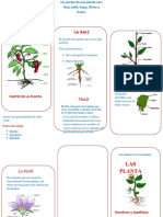 TRIPTICO PLANTA EMY