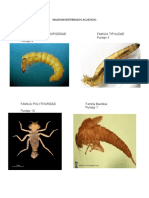 Macroinvertebrados Acuaticos