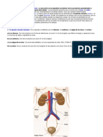 Sistema Urinario