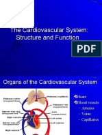 The Cardiovascular System