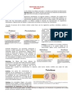 Guia Mitosis