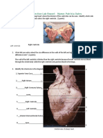 Sheep Heart Dissection Lab Report-Oates