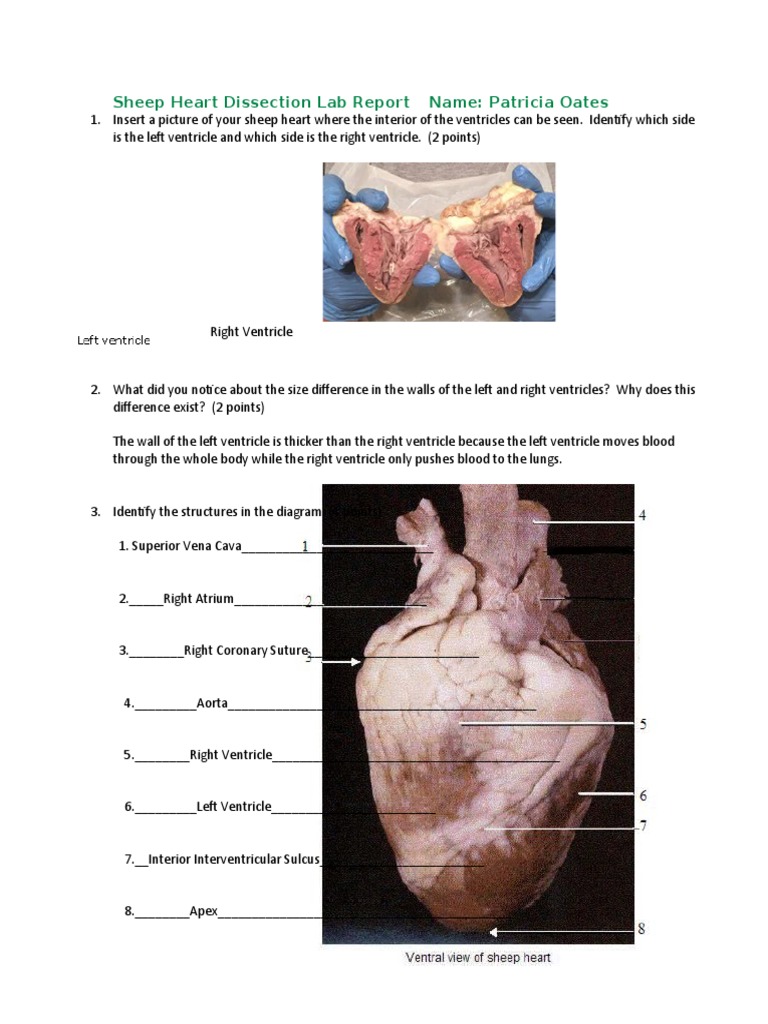 Sheep Heart Dissection Lab ReportOates PDF