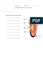 Kidney Dissection Lab Report Structures