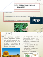 DIAPOSITIVAS Funciòn de Relaciòn en Plantas