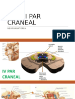 IV-Y-VI-PAR-CRANEAL. seminario
