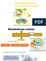 Proceso Metabólico de La Fotosíntesis y Respiración Celular