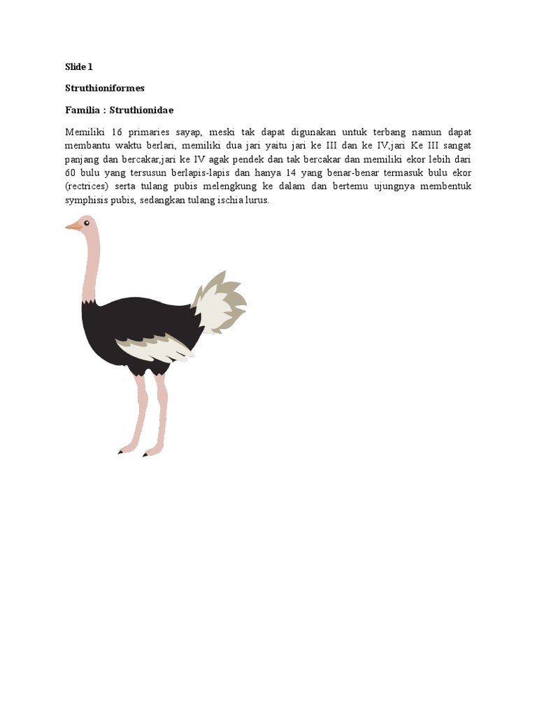 Struthioniformes | PDF