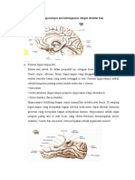 Anatomi Makroskopik Hippocampus Dan Hubungannya Dengan Struktur Lain
