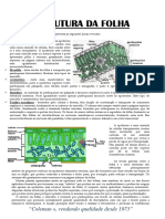 Estrutura e anatomia da folha