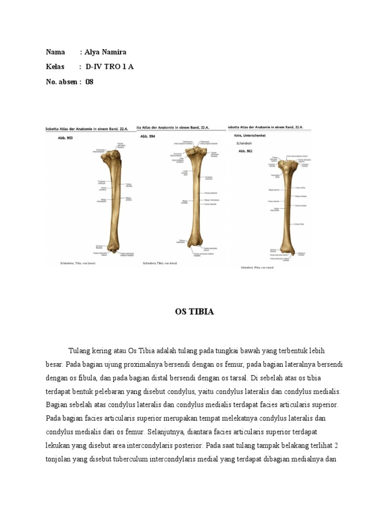 Anatomi dan Fungsi Os Tibia | PDF | Ilmu Sosial | Sains & Matematika