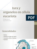 Estructura y Organelos en Célula Eucariota