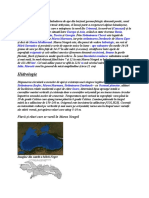 Marea Neagră este întinderea de ape din bazinul geomorfologic denumit pontic.docx