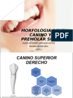 Presentacion Morfologia Canino y Premolar