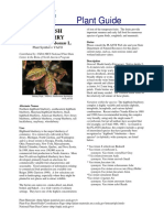 Vaccinium Corymbosum PDF