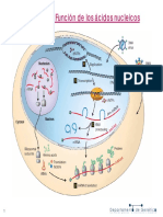 04 SINTESIS DE ACIDOS NUCLEICOS 3.0