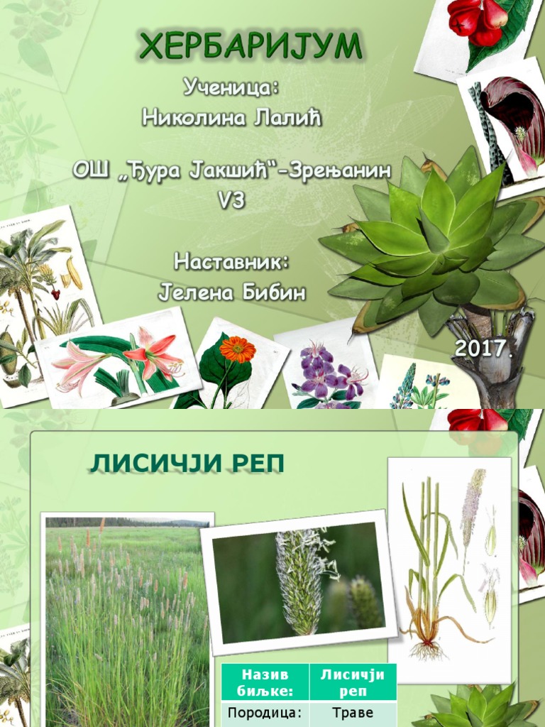 2017 Digitalni Herbarijum 1 | PDF
