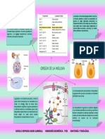 Anatomía PDF