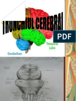 Trunchiul Cerebral