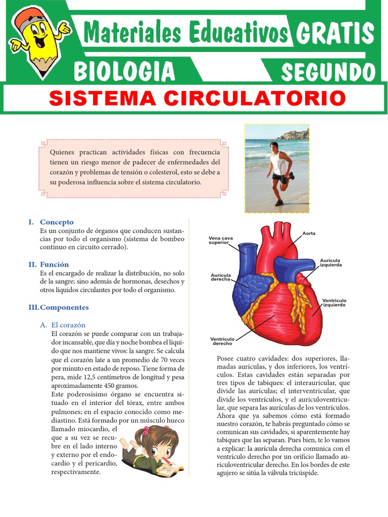Sistema Circulatorio para Segundo Grado de Secundaria PDF | PDF ...