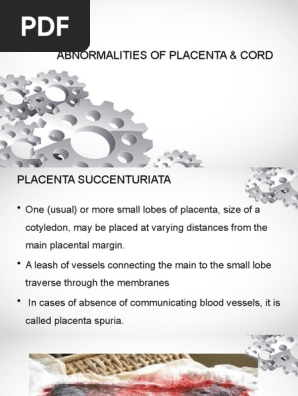 Spuria placenta top