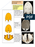 LP Frontal,Etmoid,Sfenoid,Parietal.pdf