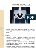 Anatomi Panggul