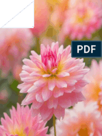 colorful-of-dahlia-pink-flower-in-beautiful-garden-royalty-free-image-825886130-1554743243